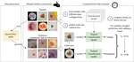 The (de)biasing effect of GAN-based augmentation methods